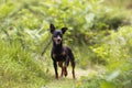 Black buzzard dog posing smiling on a wooded path full of green grass. adoption. family. pet owner