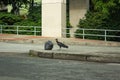 Black Buzzard Standing in Front of a Garbage Bag