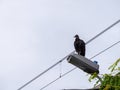 Black Buzzard Standing on a Lamp Post