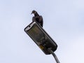 Black Buzzard Standing on a Lamp Post