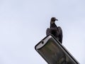 Black Buzzard Standing on a Lamp Post