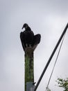 Black Buzzard Standing on a Post