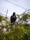 Black Buzzard Standing on a Tree Branch