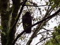 Black Buzzard Standing on a Tree Branch