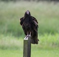 Black buzzard standing on a wooden fence surrounded by greenery on a blurry background