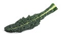 Black cabbage leaf