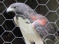 black caboclo hawk with red, white breastplate, on perch.