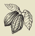 Black cacao beans