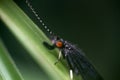 black caddis fly (Notidobia