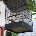 black caged bird Royalty Free Stock Photo