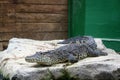 Black Caiman alligator lying on a rock near water at a visitors attraction