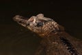 Black caiman