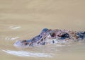 Black Caiman Close up