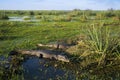 Black Caiman Ibera marshes