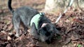 Black Cairn Terrier Dog digging stops slow motion Ellijay Georgia