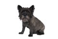 Black Cairn terrier sitting in front of white background Royalty Free Stock Photo