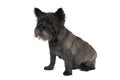 Black Cairn terrier sitting in front of white background Royalty Free Stock Photo