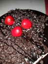 Black cake with cherries and nuts