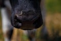 Black calf, bull or cow nose, livestock feed, summer countryside life concept. Close up Royalty Free Stock Photo