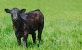 Black calf at green meadow, copy space Royalty Free Stock Photo
