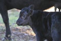 Black calf near mother's side