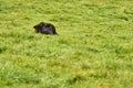 Black calf resting on green grass. Royalty Free Stock Photo