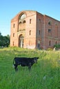 The black calf stands against the background of kirhi Jurgaitshen 1845. Kanash village, Kaliningrad region