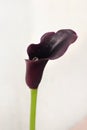 Single black calla lily flower on a white background. Royalty Free Stock Photo