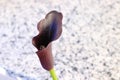 Black Calla. Beautiful purple calla lilly. Royalty Free Stock Photo