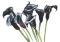 Black callas, watercolor