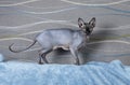 Black Canadian Sphynx cat