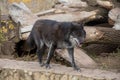 Black canadian wolf close up. Wild animal with thick warm hair. Canis lupus pambasileus