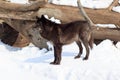 Black canadian wolf looks out for its prey.