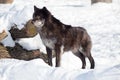 Black canadian wolf is standing on a white snow. Canis lupus pambasileus