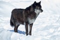 Black canadian wolf is standing on a white snow. Close up. Canis lupus pambasileus Royalty Free Stock Photo