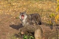 Black canadian wolf is yawning in an autumn meadow. Canis lupus pambasileus Royalty Free Stock Photo