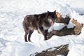 Black canadian wolf is yawning on the white snow. Canis lupus pambasileus Royalty Free Stock Photo