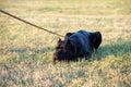 Black Cane Corso breed dog lying down on grass