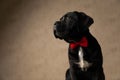 Black cane corso dog looking to his side Royalty Free Stock Photo