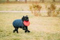 Black Cane Corso Dog Play Running With Plate Toy Outdoor In Park. Dog Wears In Warm Clothes. Big Dog Breeds Royalty Free Stock Photo