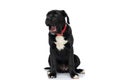 Black cane corso dog with red collar being sleepy and yawning Royalty Free Stock Photo