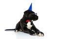 Black cane corso dog wearing birthday hat, bowtie and sunglasses Royalty Free Stock Photo