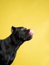 Black Cane Corso dog portrait in a studio, yellow background