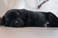 Black Cane Corso puppy sleeping on the floor Royalty Free Stock Photo