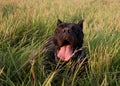 Black dog resting on the grass Royalty Free Stock Photo