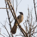 Black-cap Babbler in The Gambia Royalty Free Stock Photo