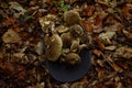 Black cap filled to the brim with beautiful and fresh mushrooms found in the forest. The cap lies on beautiful brown leaves