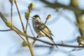 Black cap (Sylvia atricapella) Royalty Free Stock Photo