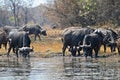 Black cape buffalos standing and walking in shallow waters,