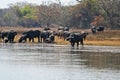 Black cape buffalos standing and walking in shallow waters,